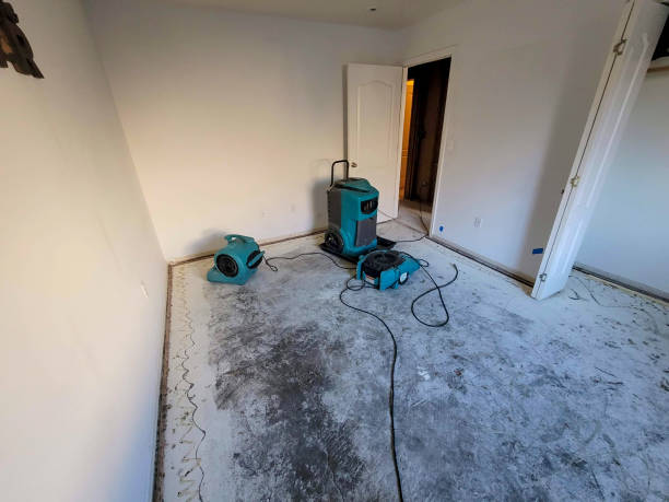 Best Water damage contractors near me  in Paulding, OH